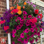 Pre-Planted Hanging Basket Mix