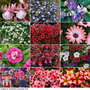 Nurserymans Choice Hanging Basket Collection