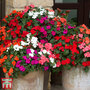Busy Lizzie 'Beacon Mixed' F1 Hybrid - Seeds
