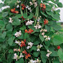 Runner Bean 'Summer Flowered Mixed' - Seeds