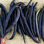 Dwarf Bean 'Celine' - Seeds