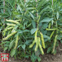 Broad Bean 'Luz de Otono' - Seeds