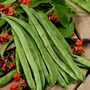 Runner Bean 'Scarlet Empire'