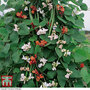 Runner Bean 'Summer Flowered Mixed' - Seeds