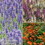 Bee Friendly Perennial Mix