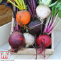Beetroot 'Rainbow Mixed'