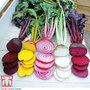 Beetroot 'Rainbow Mixed'