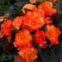 Begonia 'Nonstop Fire'