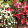 Begonia semperflorens 'Sun Shade Mix' F2 Hybrid - Seeds