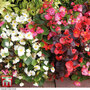 Begonia semperflorens 'Sun Shade Mix' F2 Hybrid - Seeds