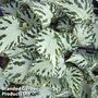 Begonia 'Silver Jewel'