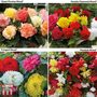 Begonia Bumper Pack