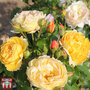Rose 'Belle du Jour'