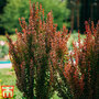 Berberis thunbergii f. atropurpurea 'Red Rocket'