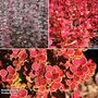 Berberis Collection