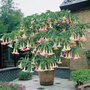 Angels Trumpet Tricolour