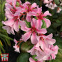 Bergenia 'Pink Ice'