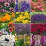 Best Value Perennial Collection