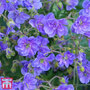 Geranium himalayense 'Birch Double'