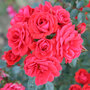 Rose 'Birthday Wishes' (Shrub Rose)