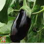 Aubergine 'Black Beauty' - Seeds
