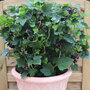 Blackcurrant 'Summer Pearls Patio Black' (Patio fruit)