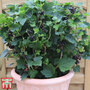 Blackcurrant 'Summer Pearls Patio Black' (Patio fruit)