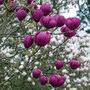 Magnolia 'Black Tulip'