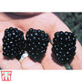 Blackberry 'Apache'