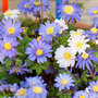 Anemone blanda