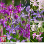 Nurserymans Choice Bletilla Collection