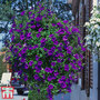 Petunia 'Trailing Surfinia Blue'