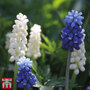 Muscari Blue & White Mix