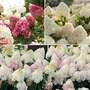Hydrangea paniculata 'Living Blush' Collection