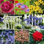 Summer Bare Root Plant & Bulb Bundle