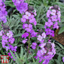 Erysimum 'Bowles Mauve'