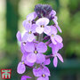 Wallflower 'Bowles's Mauve'