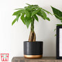 Pachira aquatica Tree with Braided Stem (House plant)