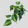 Philodendron Scandens Brasil