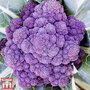Broccoli 'Jacaranda'