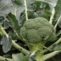 Broccoli 'Monclano' F1 Hybrid (Calabrese)