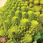 Cauliflower Romanesco Continuity Collection