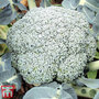 Broccoli 'Stromboli' (Calabrese)