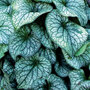 Brunnera 'Alexander's Great'