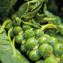 Brussels Sprout 'Bedford Fillbasket' - Seeds