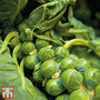 Brussels Sprout 'Bedford Fillbasket'