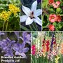 Summer Bulb Mix