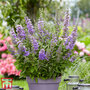 Buddleja 'High Five Purple'