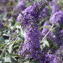 Buddleja 'Lochinch'