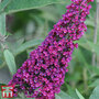 Buddleja 'Buzz Wine'